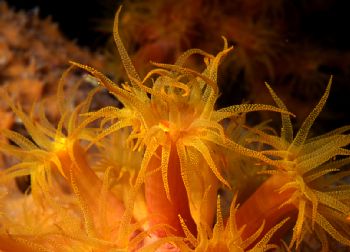 Dancing in the Night.   I took this picture of Orange Cup... by Robyn Lynn Churchill 